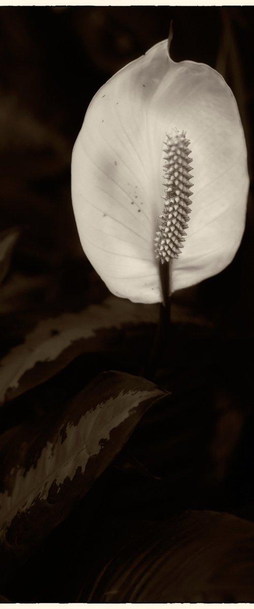 living nature 03 by Daniel Fontaine