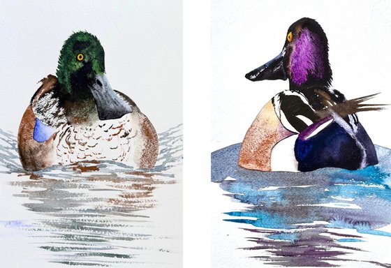 Diptych 2 Wild drakes Mallard
