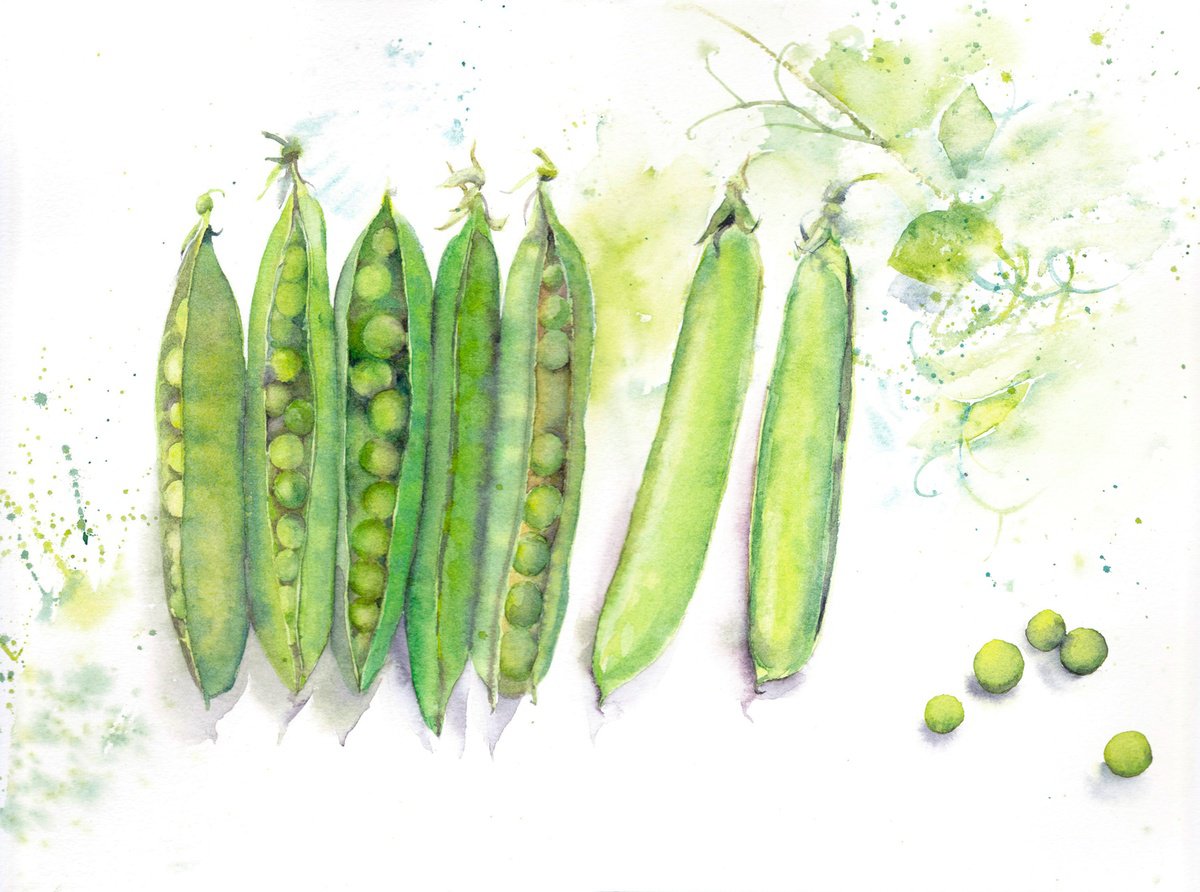 Impressionistic Still Life Watercolour By Anjana Cawdell, 15 X 11, Garden Peas, Original Artwork