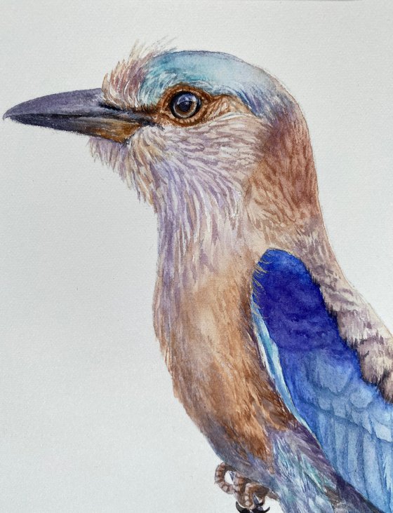 European Roller