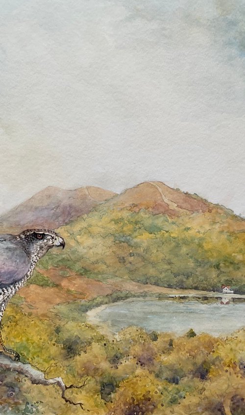 Malvern Sparrowhawk by Christopher Hughes