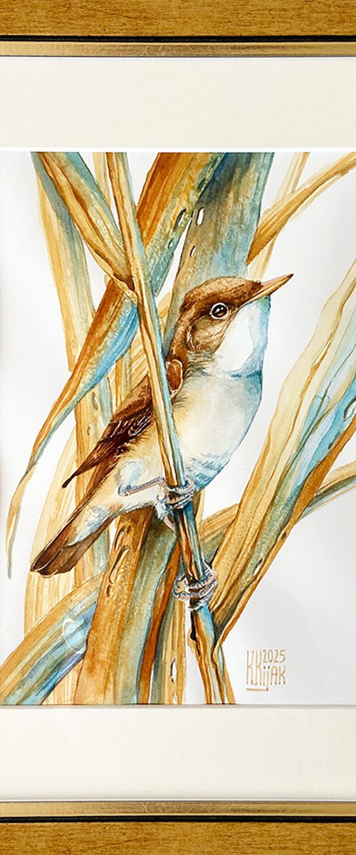 Reed warbler by Karolina Kijak