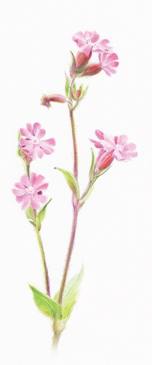 Wild Geranium - from my Wildflowers Bookmarks Collection by Katya Santoro