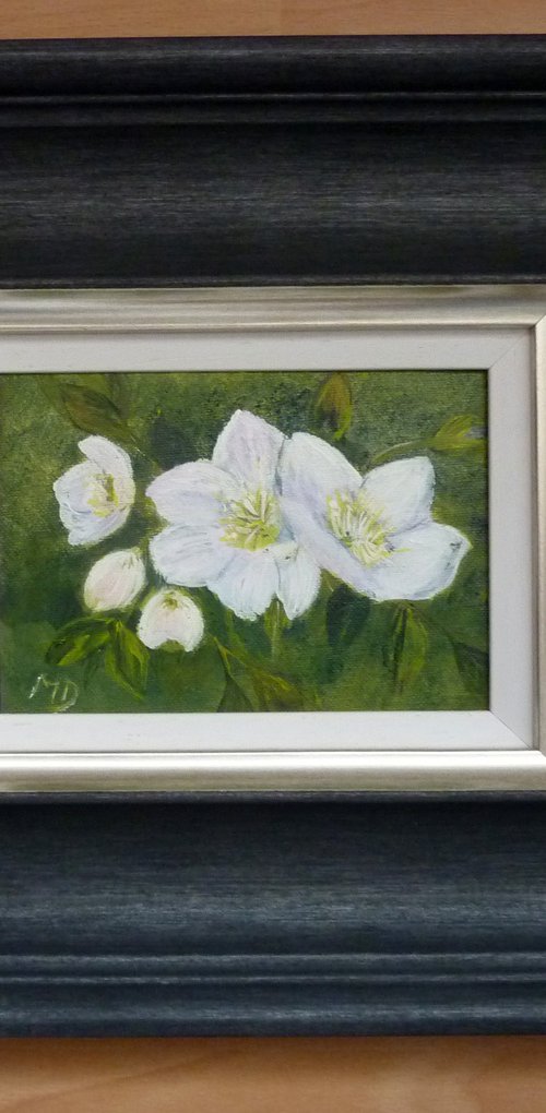 Hellebore by Margaret Denholm