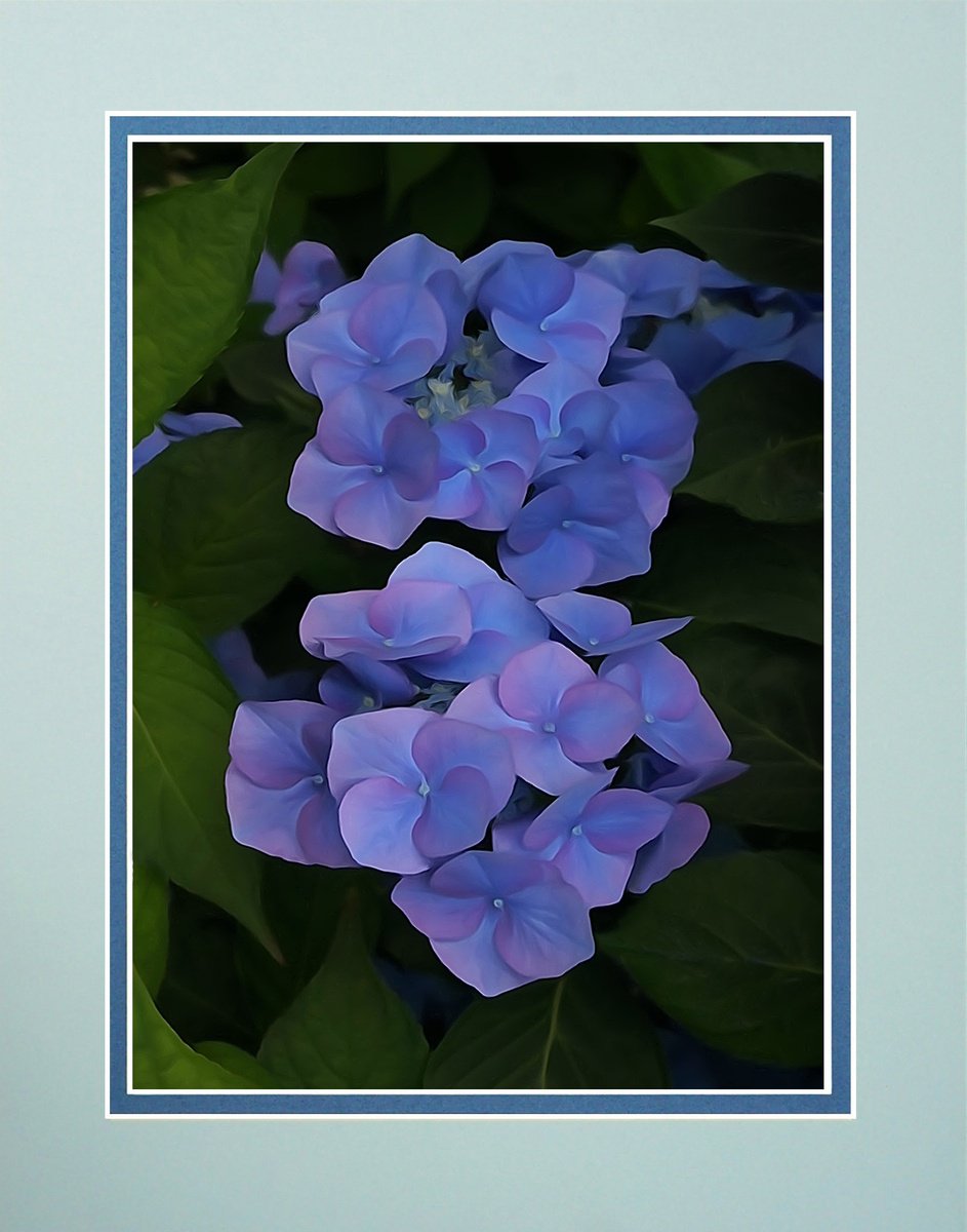Photorealistic Botanical Photograph By Robin Clarke, 14 X 11", Blue Hydrangea, Original Artwork