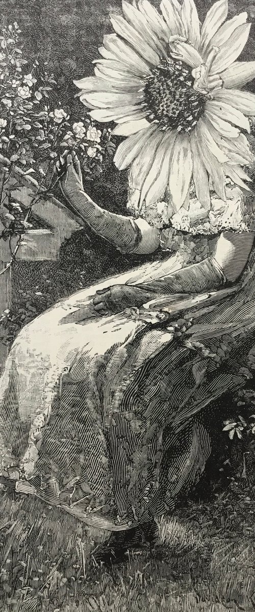 Daisy in the garden by Tudor Evans