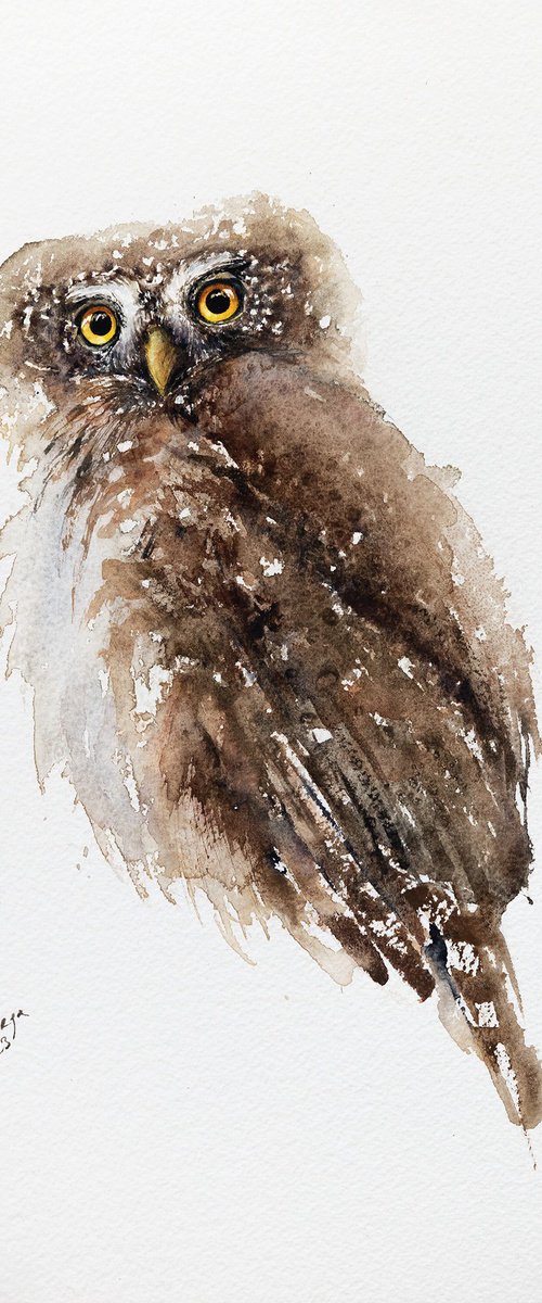 Eurasian Pygmy Owl by Andrzej Rabiega