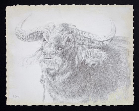 The Bull Silverpoint Drawing