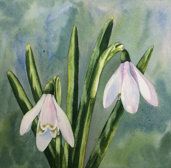 Snowdrops