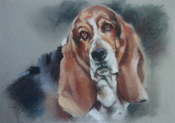 Basset