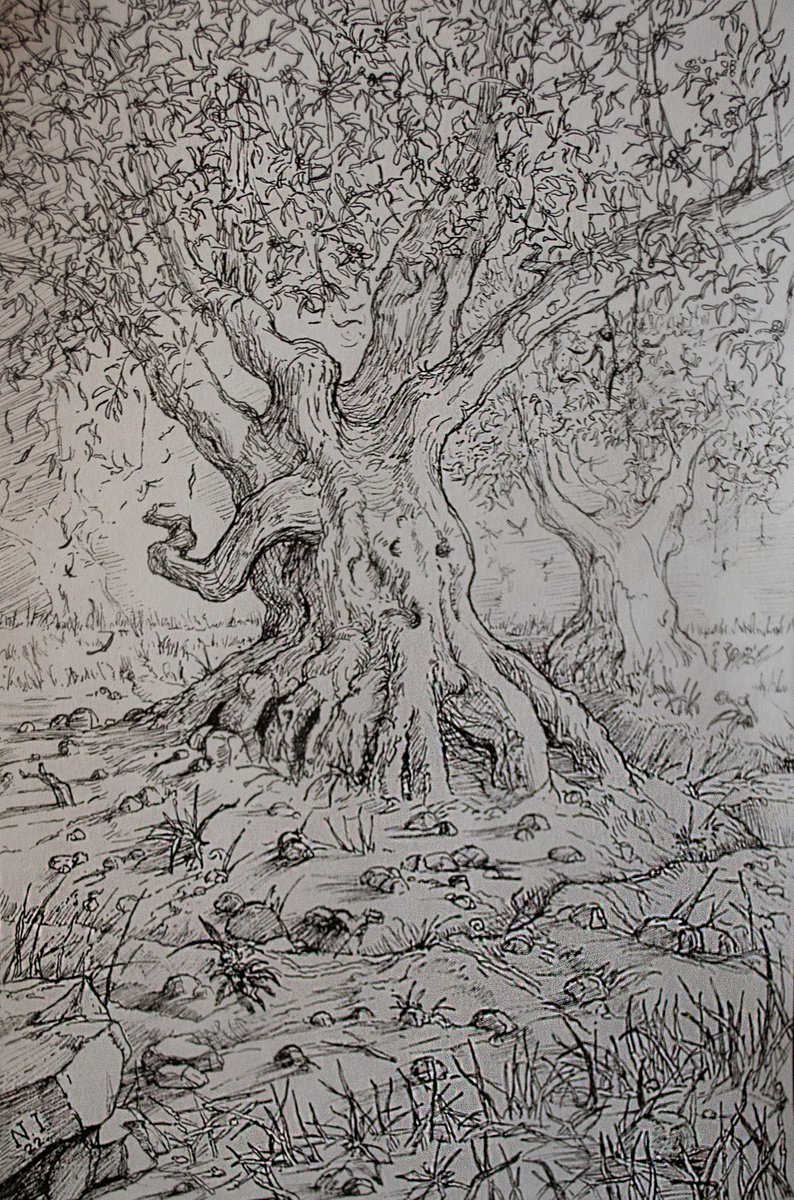 Illustrative Ink Drawing , Olive Grove Viii By Nikola Ivanovic, 8 X 12, Artwork For Sale On Artfinder