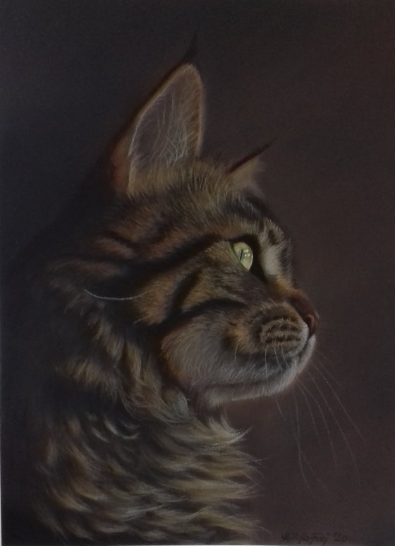 Majestic - Maine Coon pastel painting