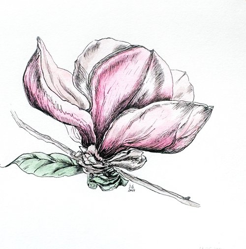 Magnolia #2 by Julia Gorislavska