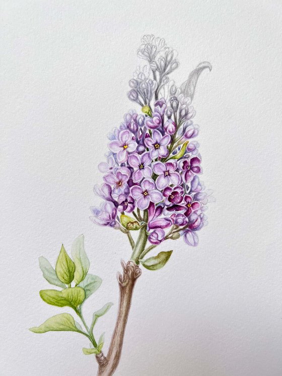 Blooming lilac