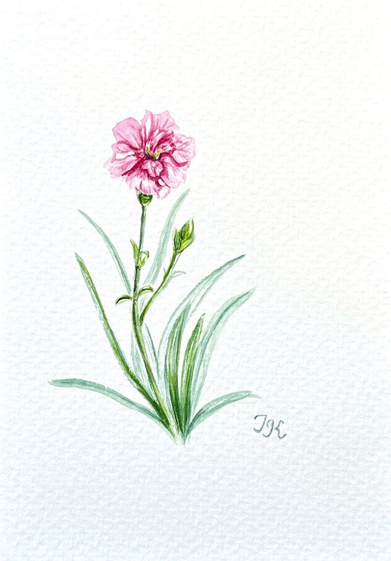 Carnation