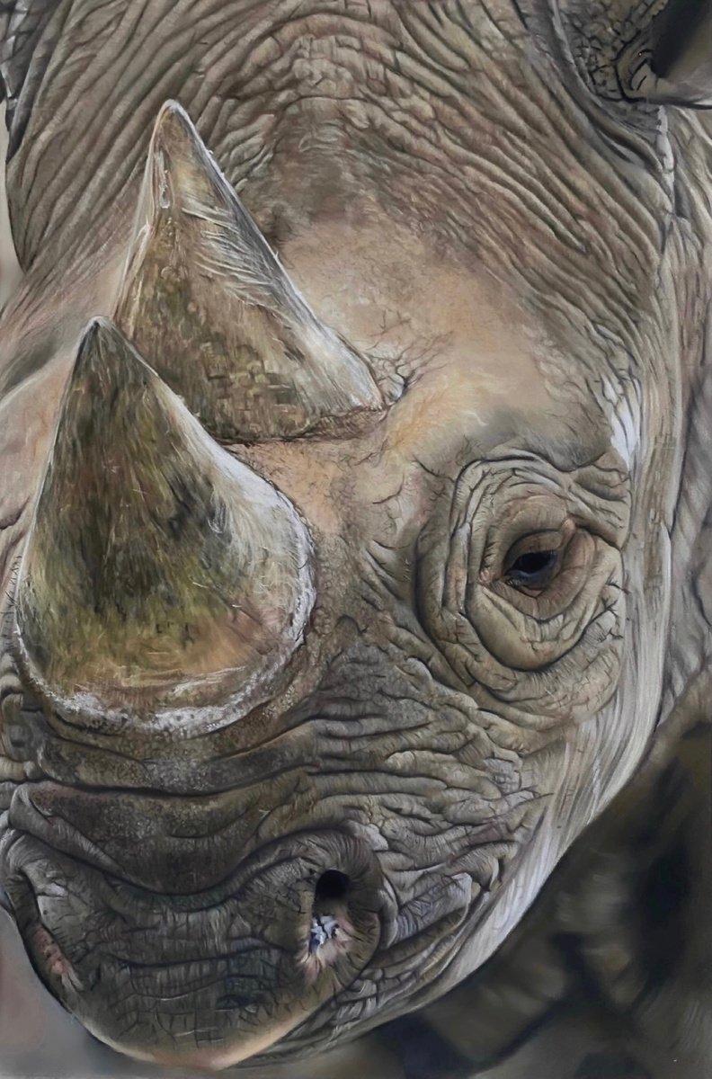 Photorealistic Animal Pastel Drawing By Clare Parkes, 10 X 16, Black Rhino, Original Artwork