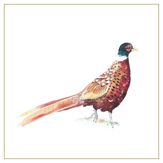 Pheasant bird,  Watercolour