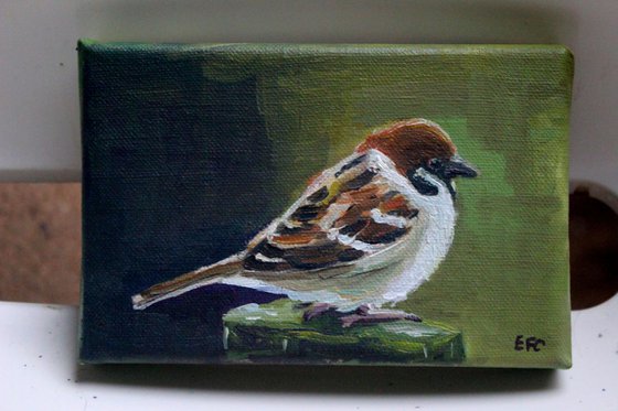Sparrow #4