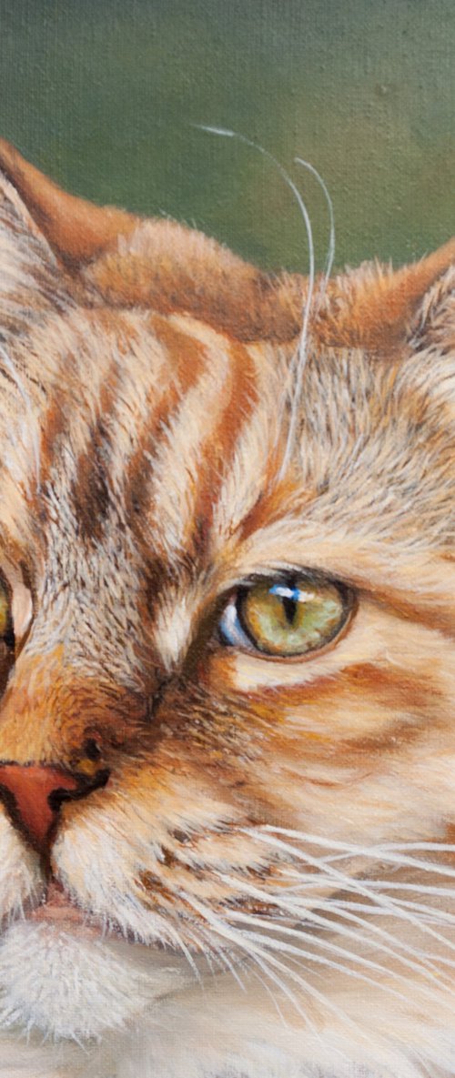 Cat portrait 3 by Norma Beatriz Zaro