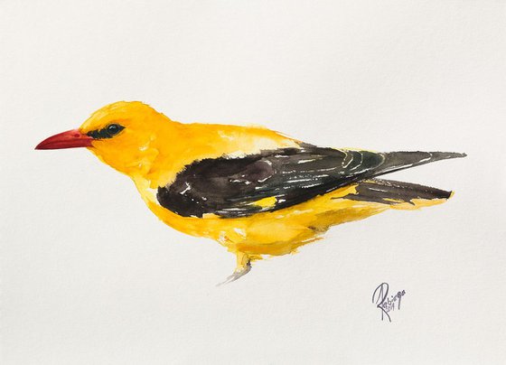 Eurasian Golden Oriole (Oriolus oriolus)