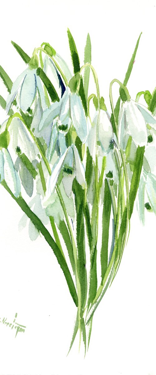 Snowdrop watercolor flowers by Suren Nersisyan