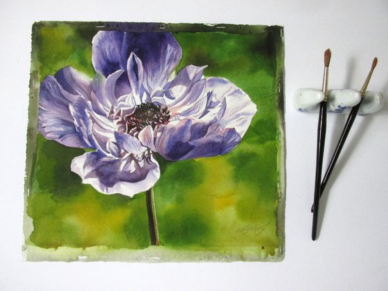 blue anemone watercolor floral