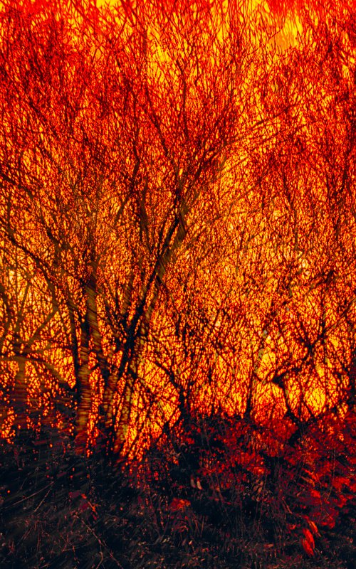 Golden Trees Abstract sunset through trees Limited Edition Photograph Print #1/10 by Graham Briggs