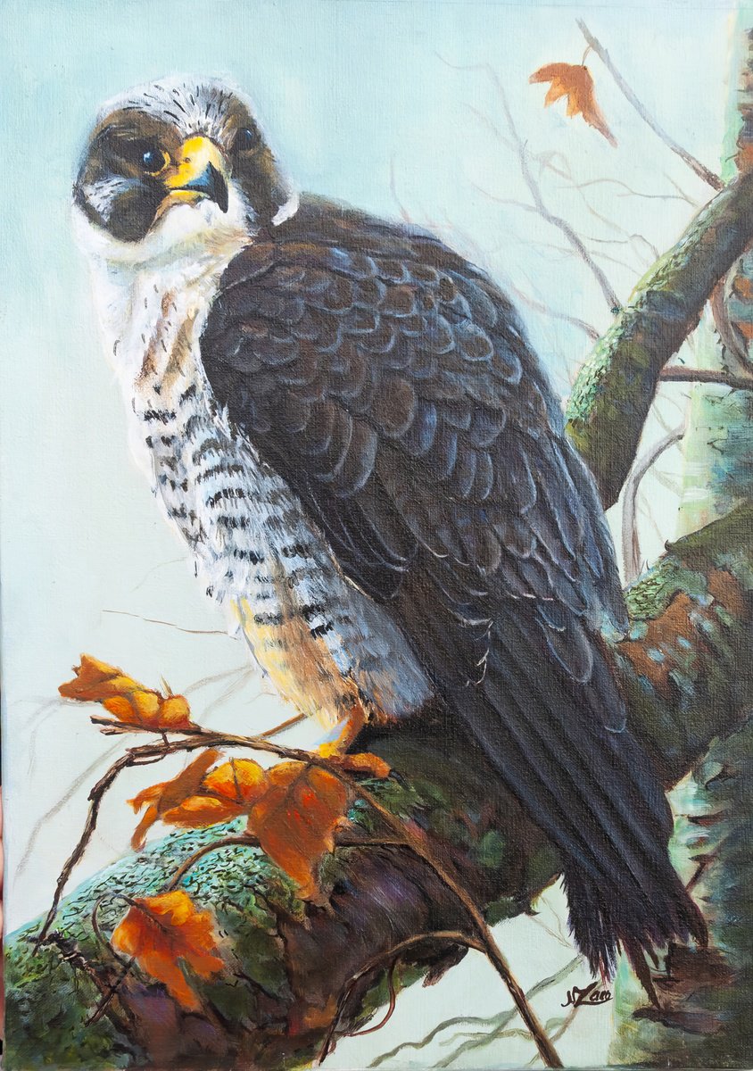 Photorealistic Animal Acrylic Painting By Norma Beatriz Zaro, 10 X 14", Falcon, Original Artwork