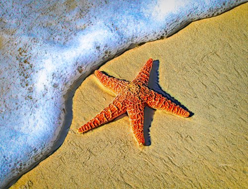 Starfish Washed Ashore by Marlene Watson