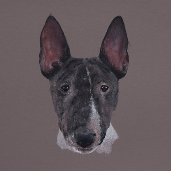 Bull Terrier Portrait