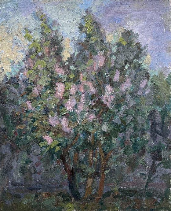 Lilacs May evening