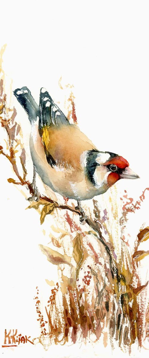 European Goldfinch by Karolina Kijak
