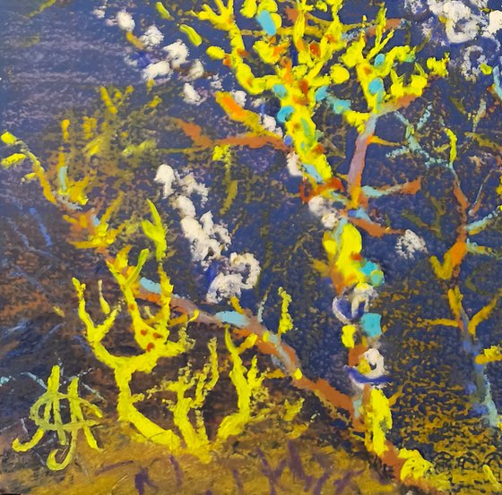 Snail Corals and a Camel Caravan