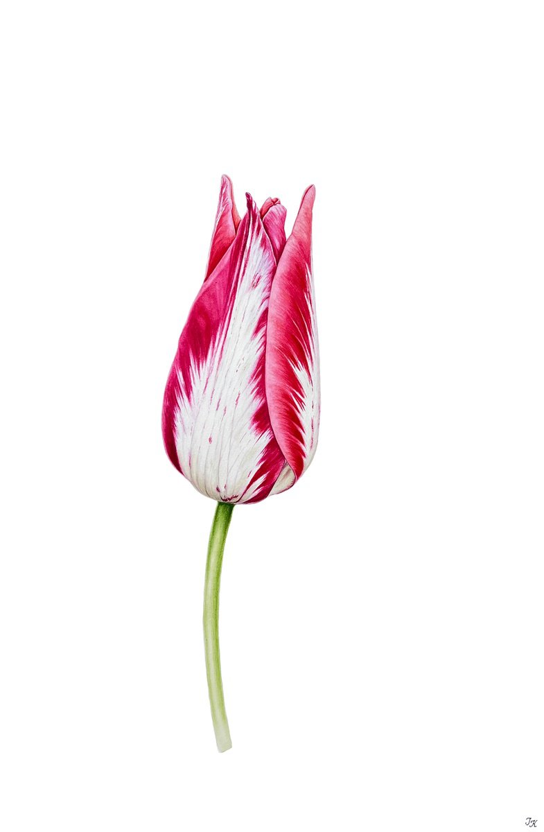 Photorealistic Botanical Watercolour By Tetiana Kovalova, 15 X 22", Elegant Pink Tulip, Original Artwork