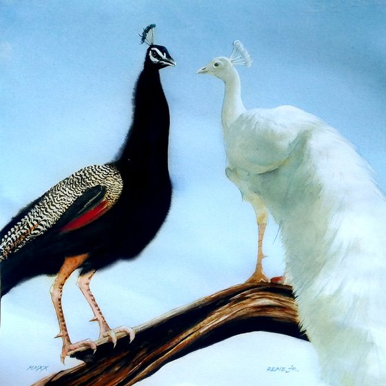 TWO PEACOCKS - BIRD CXVII