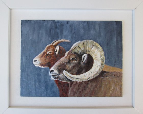 Big Horn Sheep