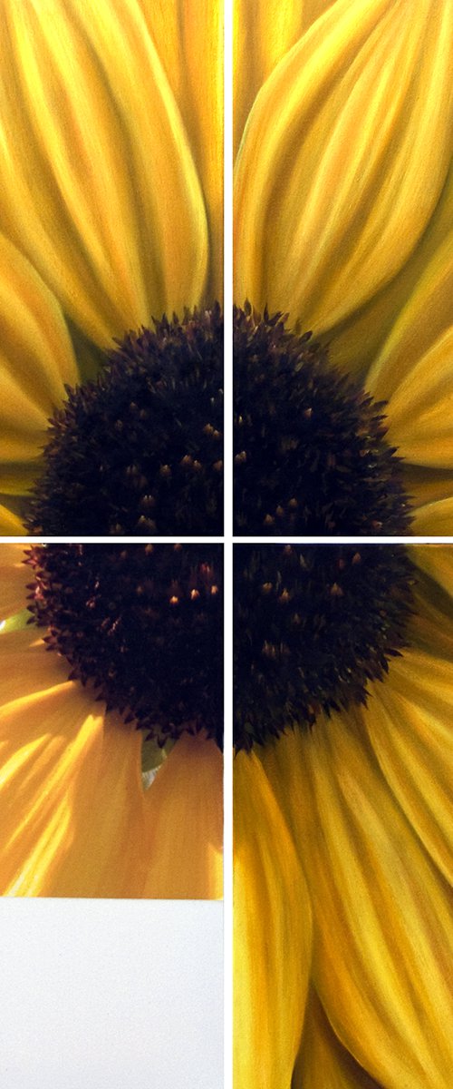 Sunflower by Juan Bernal
