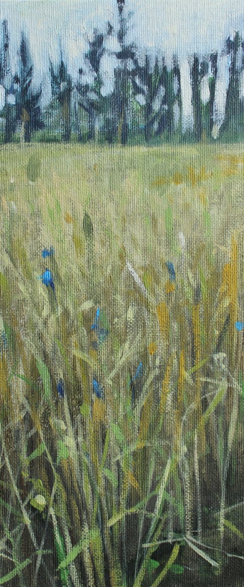 Meadow by Joanna Plenzler
