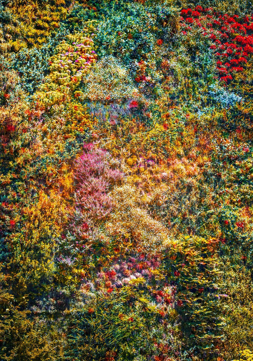 Impressionistic Botanical Photograph By Viet Ha Tran, 24 X 32", Wall Of Nature I (Framed), Original Artwork