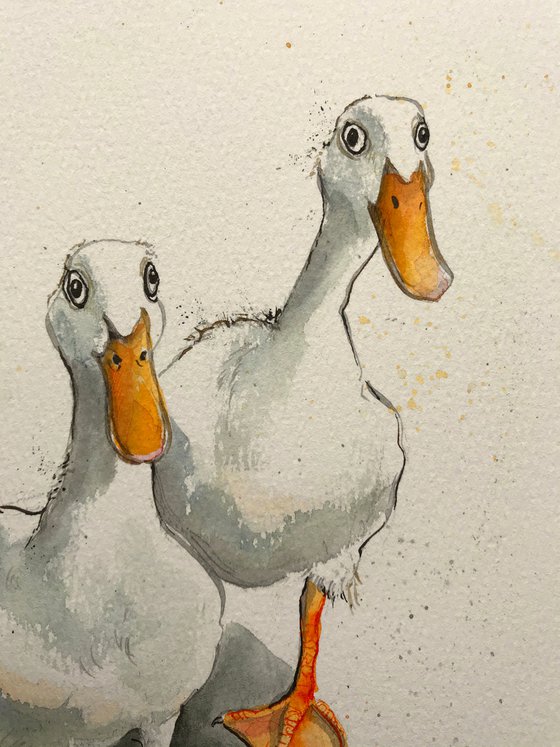 Two White Ducks