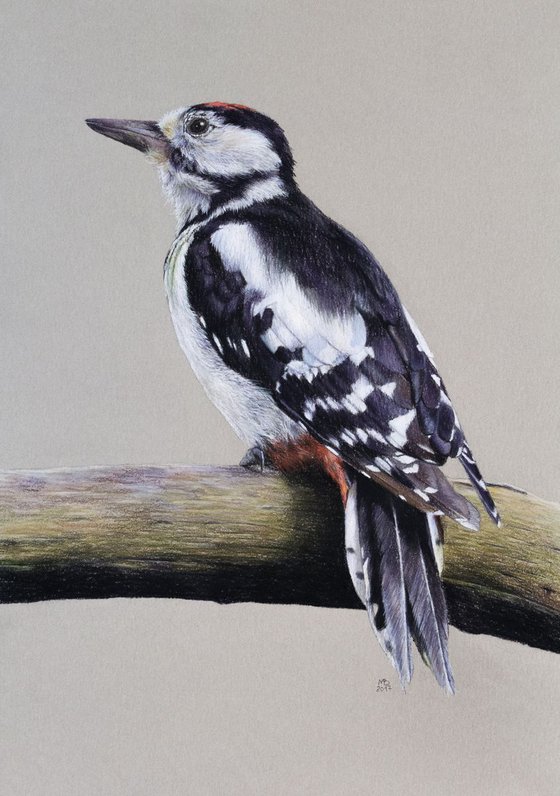 Original pastel drawing "Great spotted woodpecker"