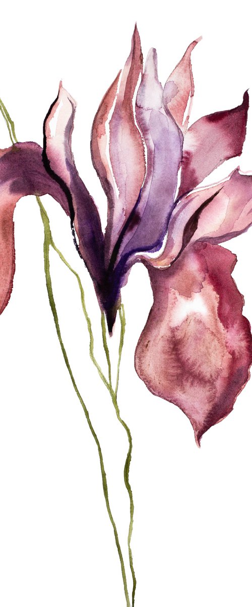 Iris No. 100 by Elizabeth Becker