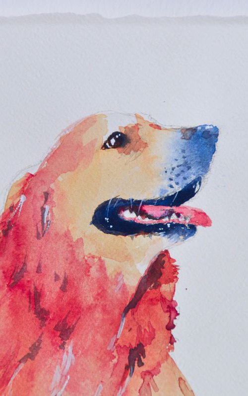 Golden retrivier by Flavio Furlan
