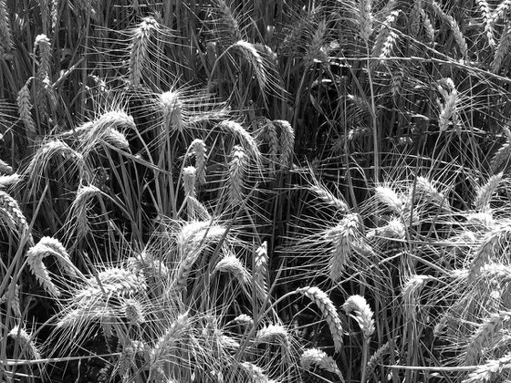 Ears of Wheat 2