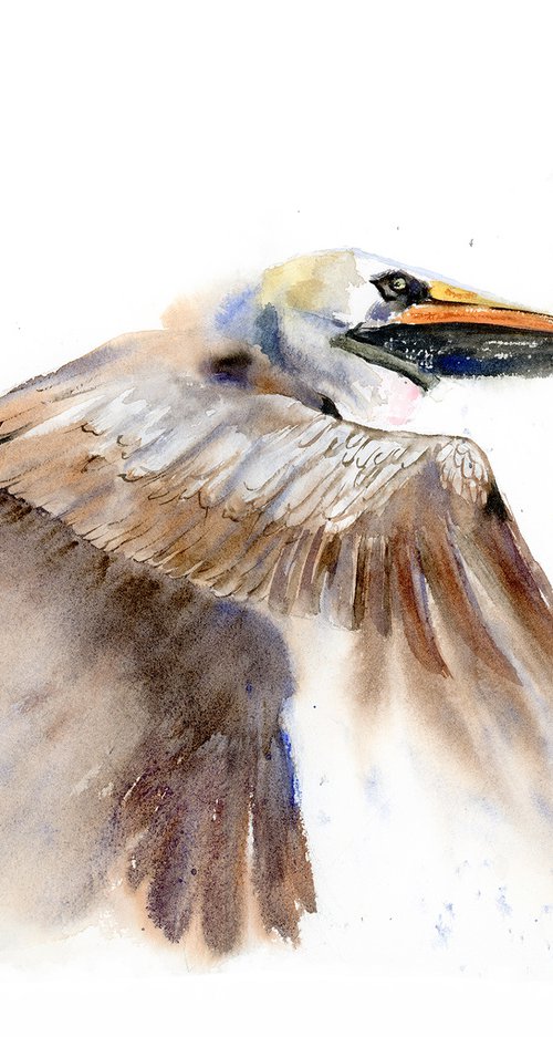 Flying Brown Pelican  -  Original Watercolor Painting by Olga Tchefranov (Shefranov)