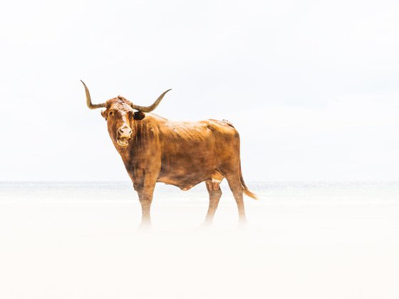 BEACH COWS 1.