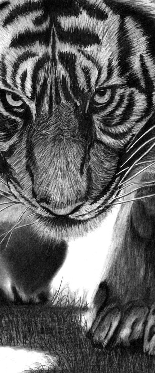 Tiger, Tiger by Paul Stowe
