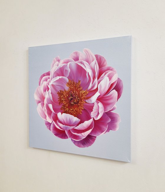 "Coral charm peony"