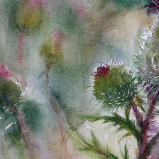 Scottish Thistle 2