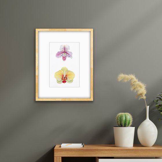 Two orchids. A series of original watercolour artwork.